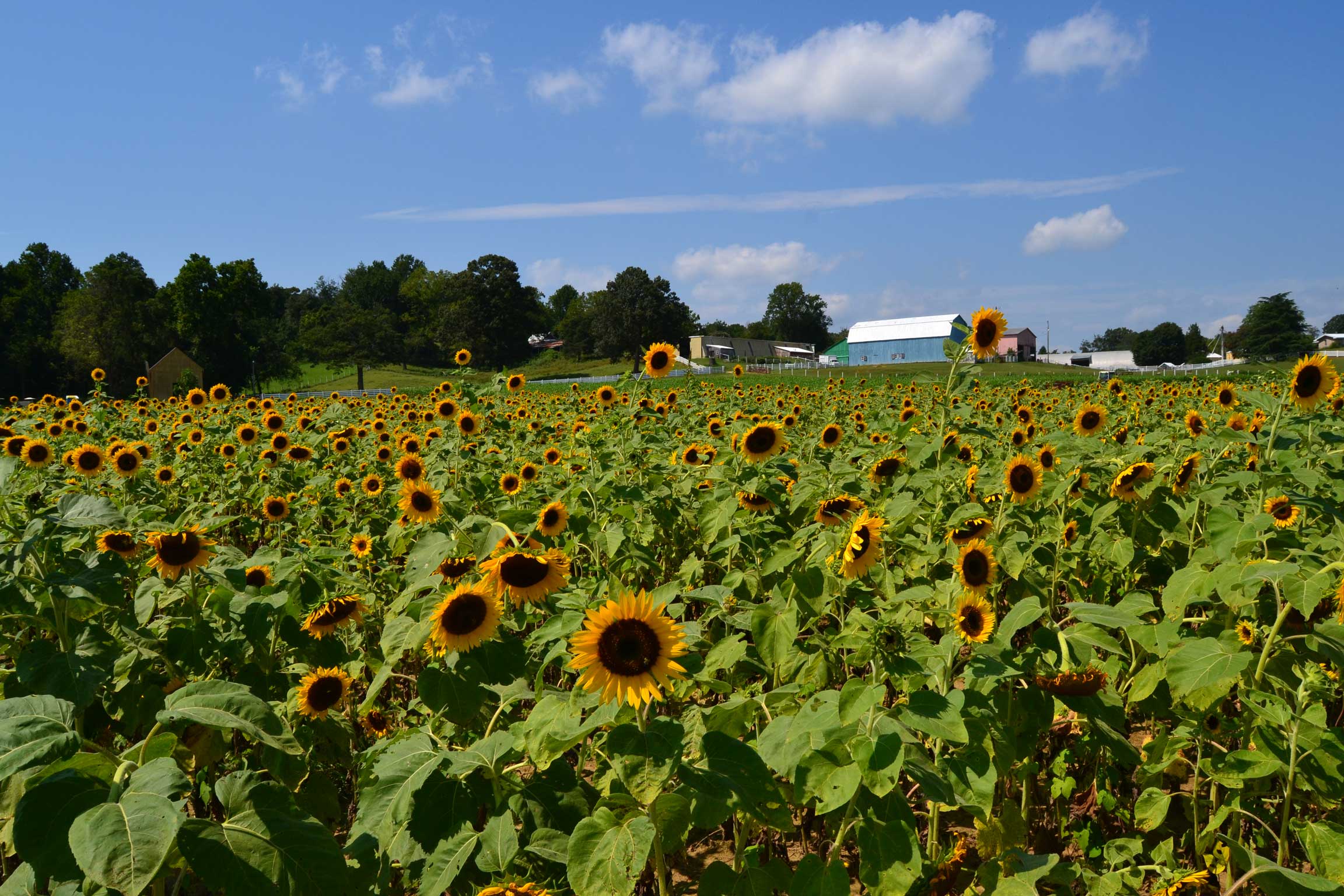 FHC_09042020_013-opt A field of blooming sunflowers stretches across the photo with a barn on trees and a barn on the horizon.