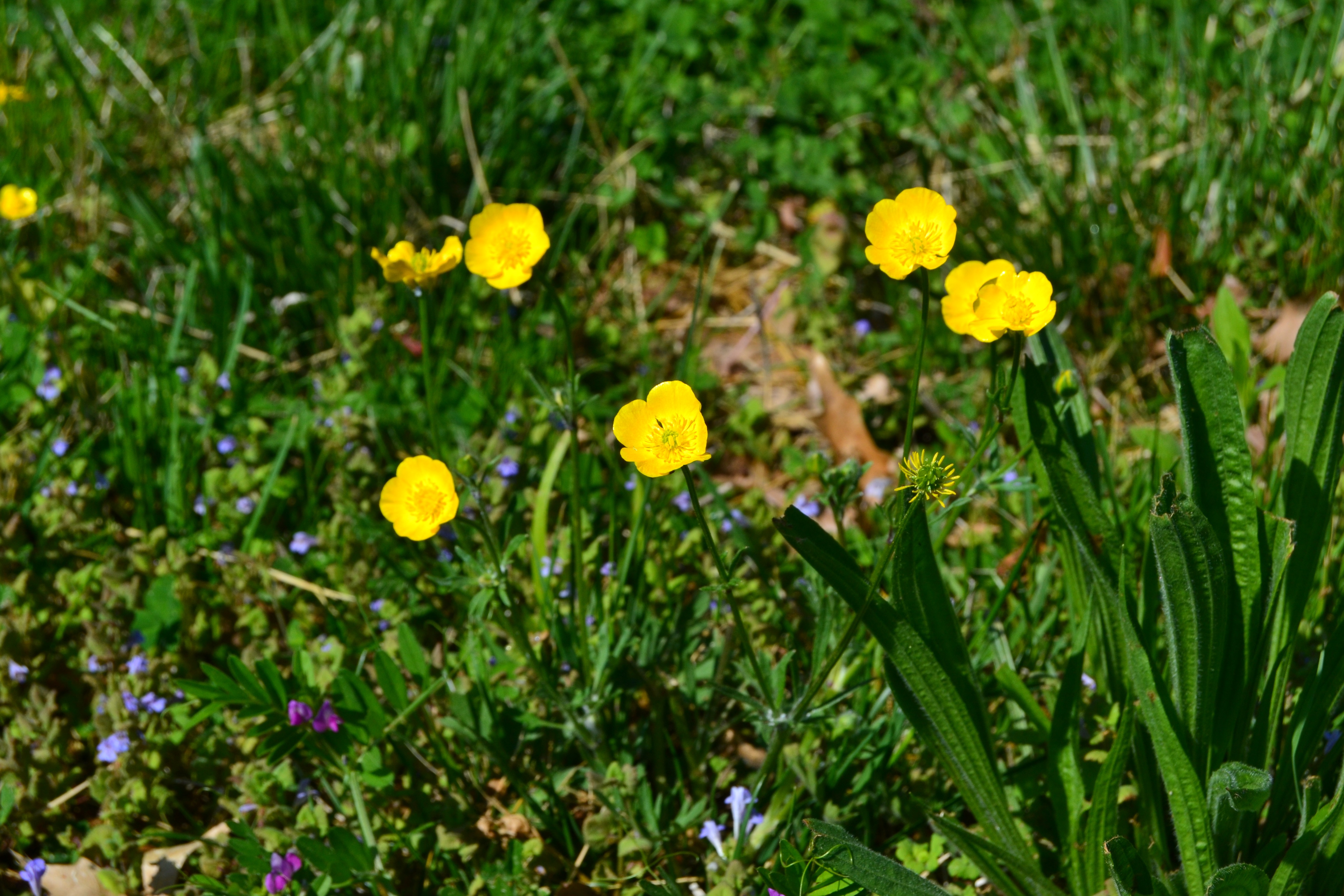 Buttercup