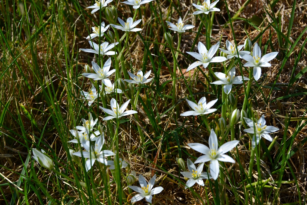 Star of Bethlehem flower