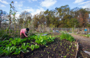 urban farming